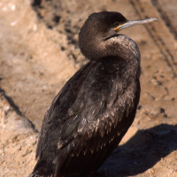 Cape Cormorant